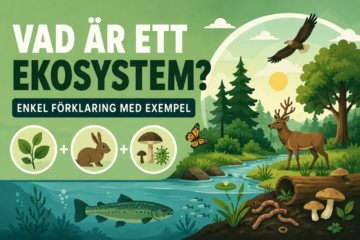 vad är ett ekosystem